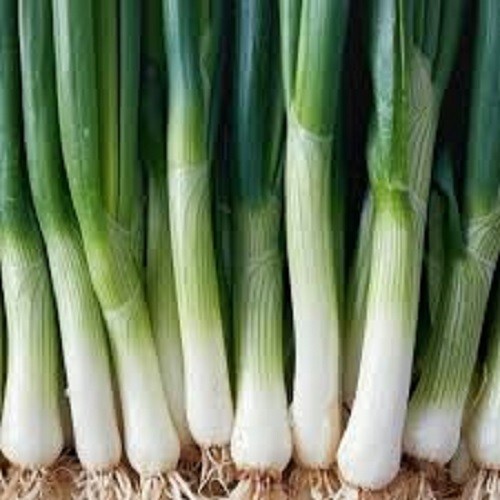 Premium Leeks – Fresh Seeds – Cold Hardy! Very Popular! 20% off 3 or more items!