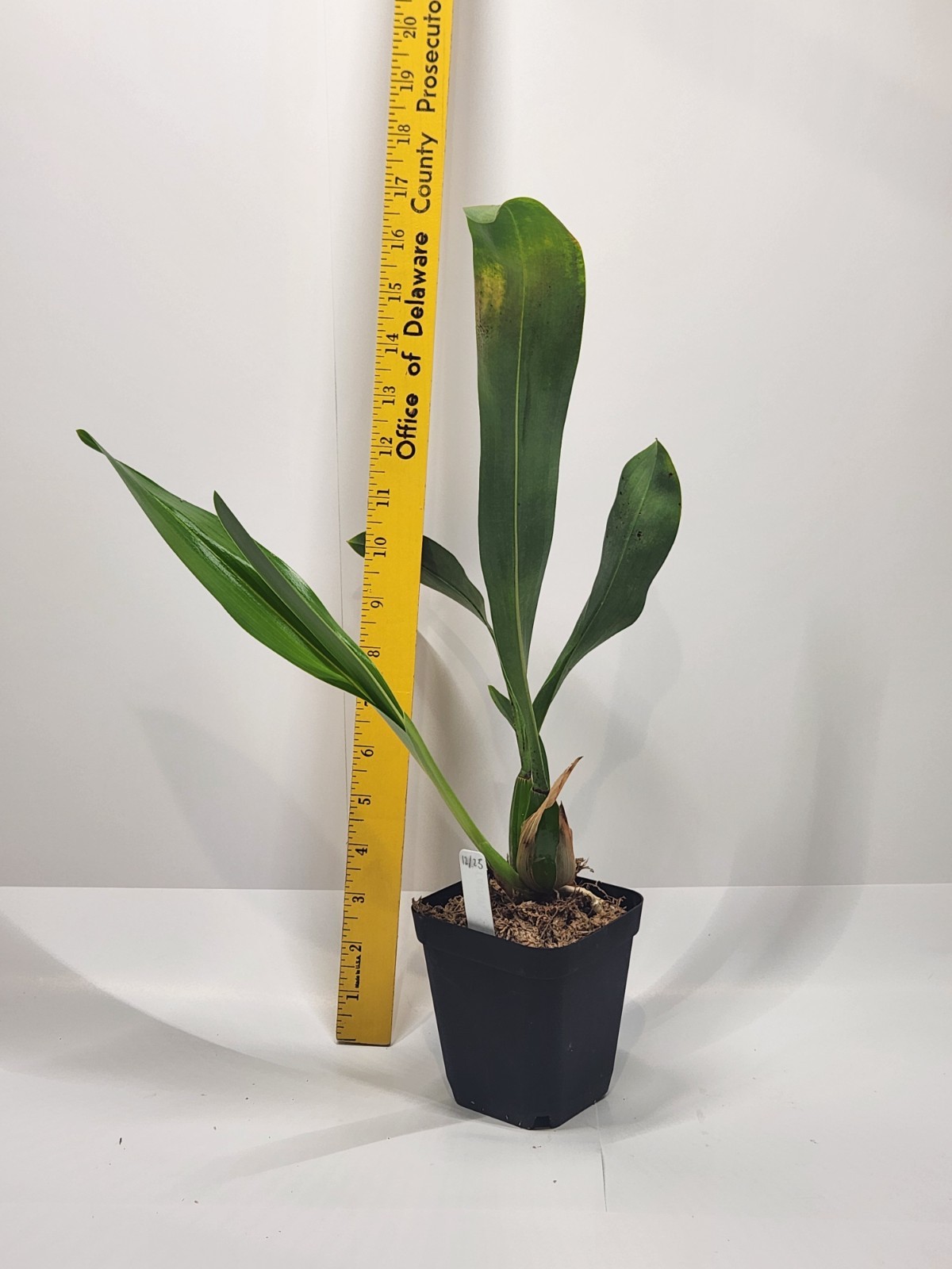Grammatophyllum Stapeliiflorum Orchid, Seedling size, 3.5 inch pots, fragrant