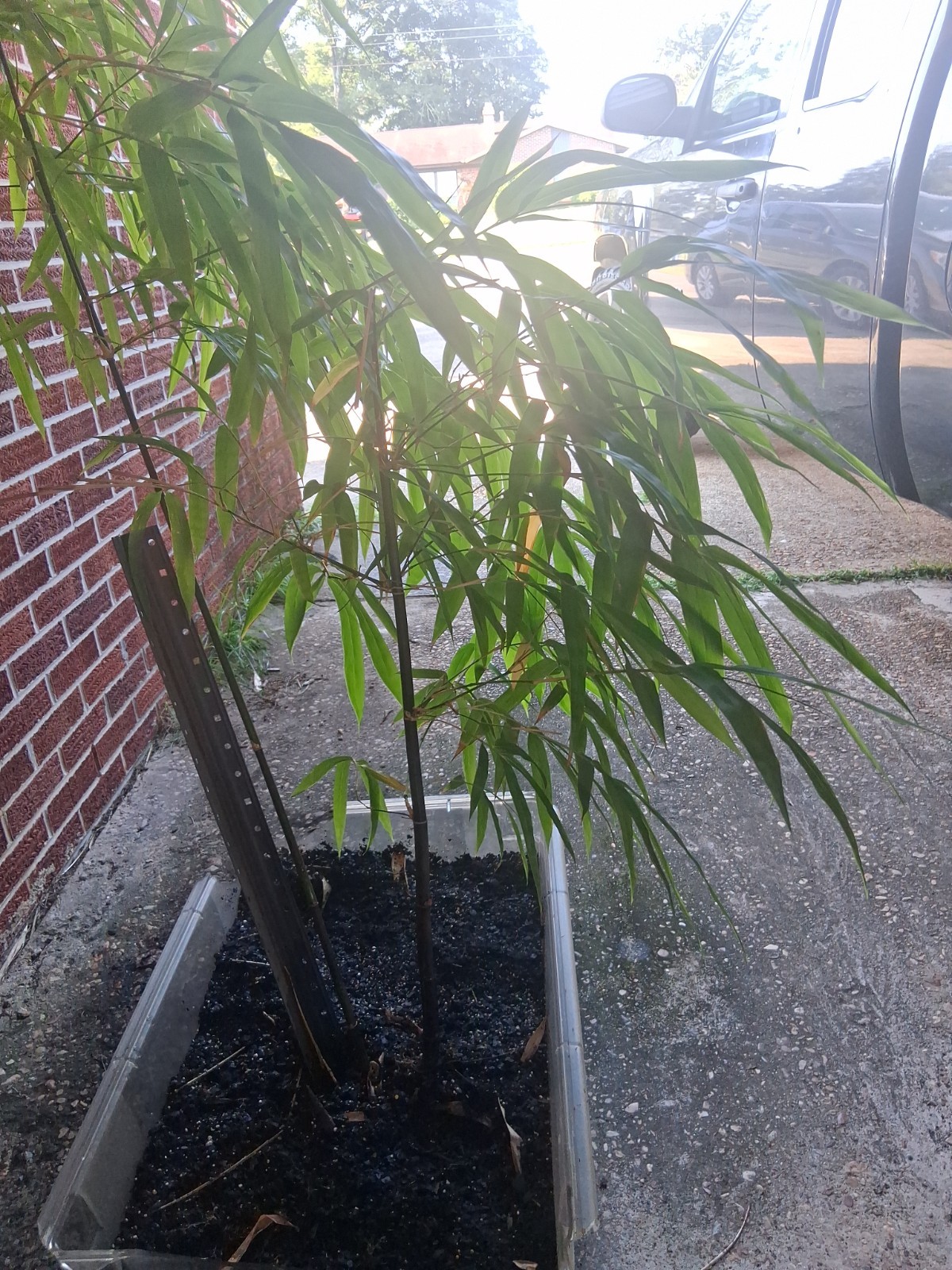 Lako bamboo live plant