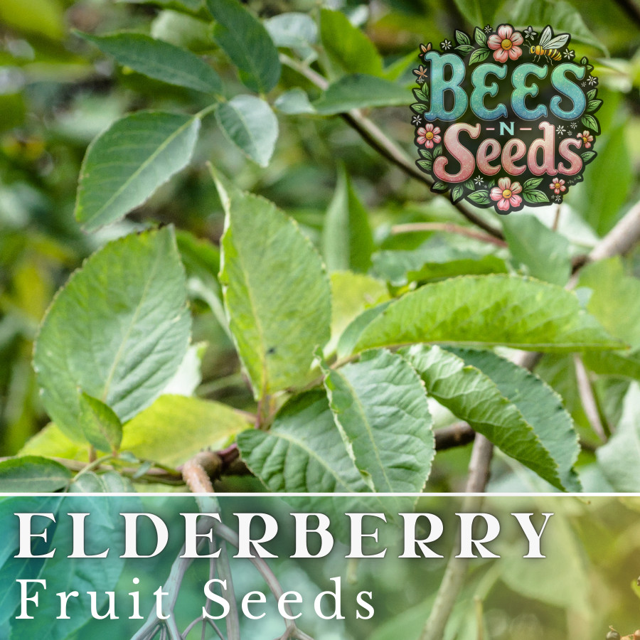 Verity Elderberry Seeds 175 or 450 Seeds Fruit Seeds, Non GMO, Berry Seeds
