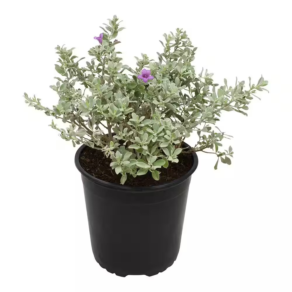 Silverado Sage (Leucophyllum), Drought Tolerant Flowering Shrub Plant, 1 Gal. Gr