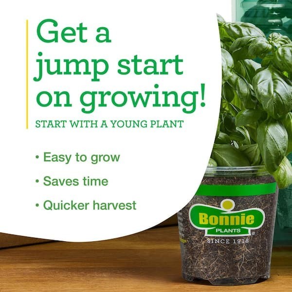 19.3 Park’S Whopper Improved Tomato Plant (2-Pack)