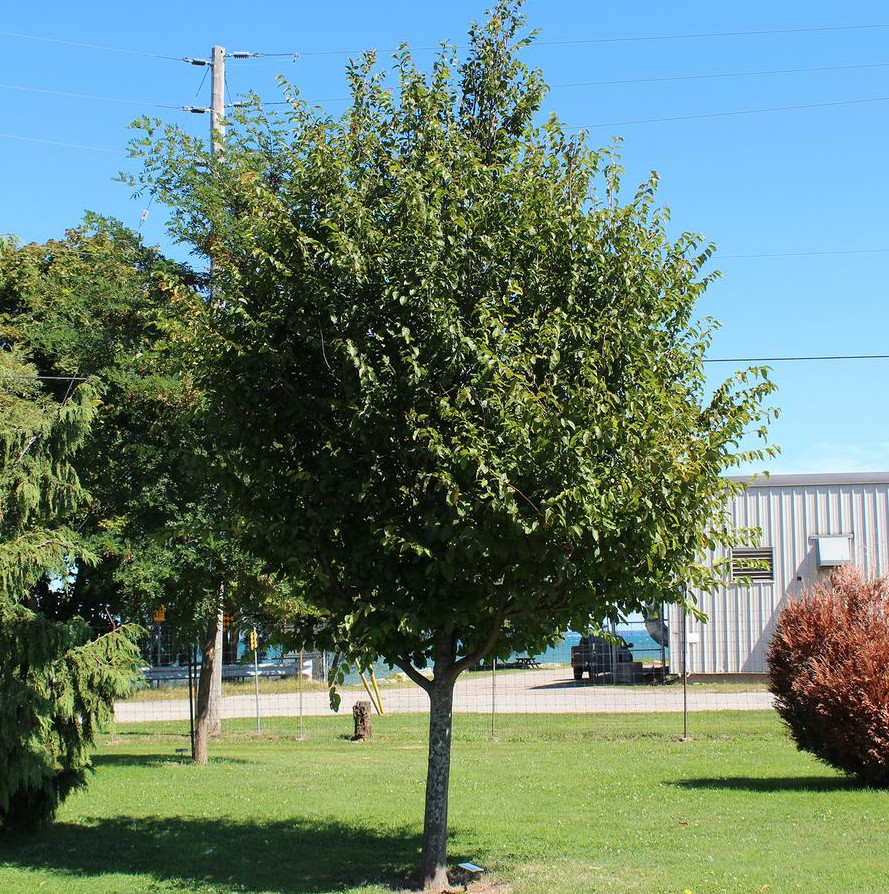 2 Live American Hornbeam Plant – 12” Tall – 4” Pot – Native Shade Tree