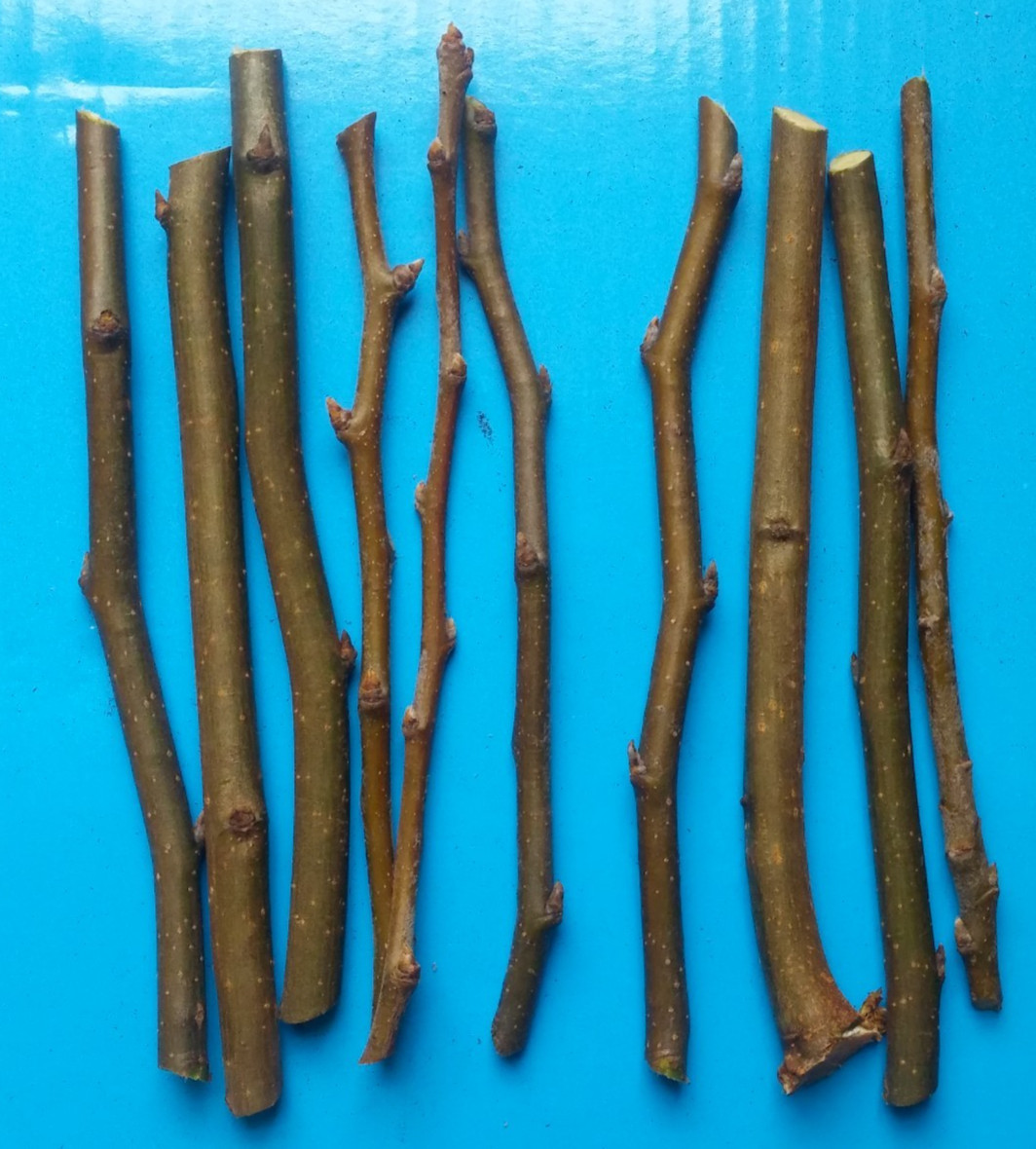 100% Organic Pear Wood Chew Sticks Twigs – Pets Rabbit Hamster Guinea Pig Toy