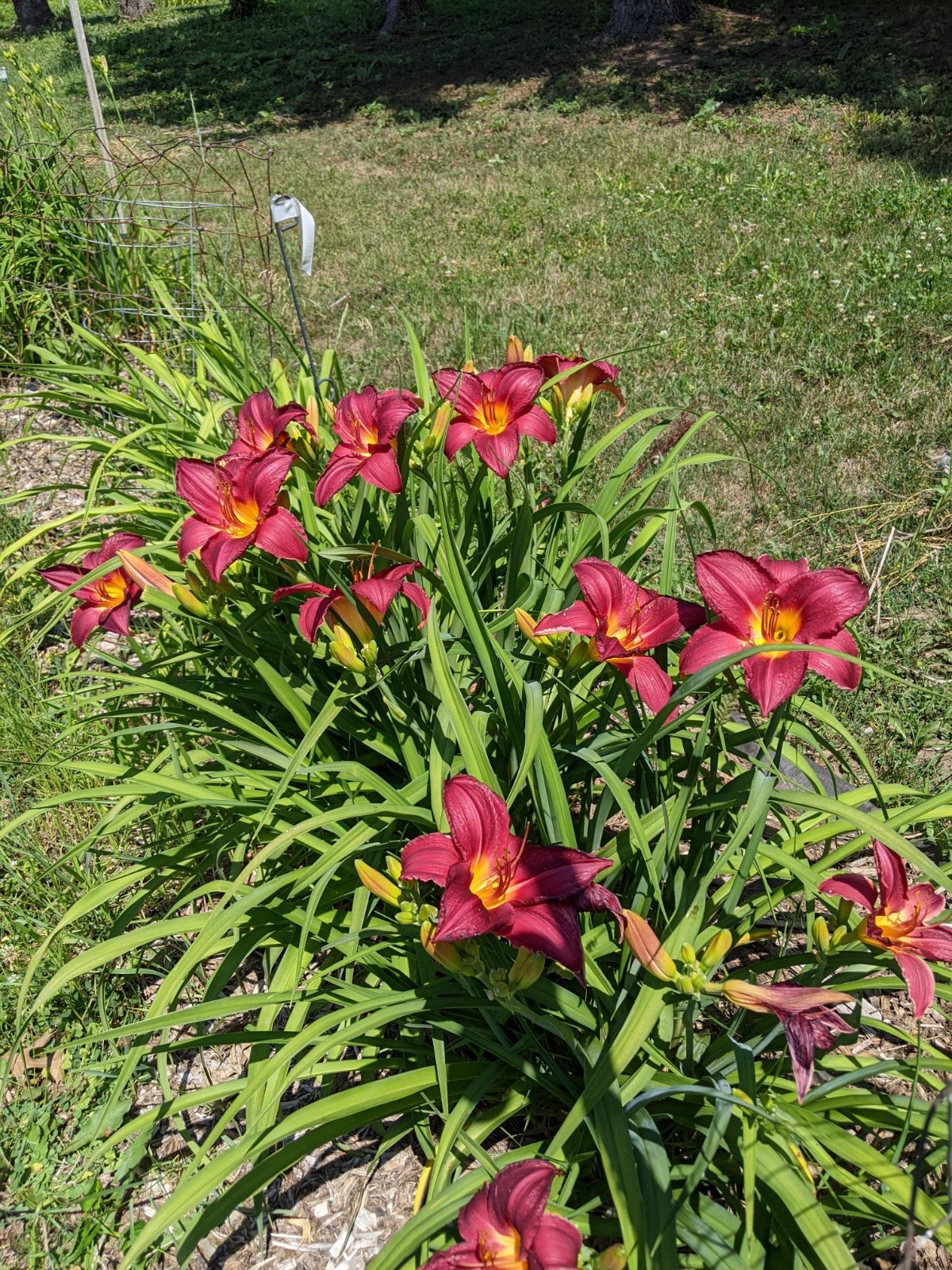 DAYLILY CHARLES JOHNSTON Cherry red with green throat – 2 Fans