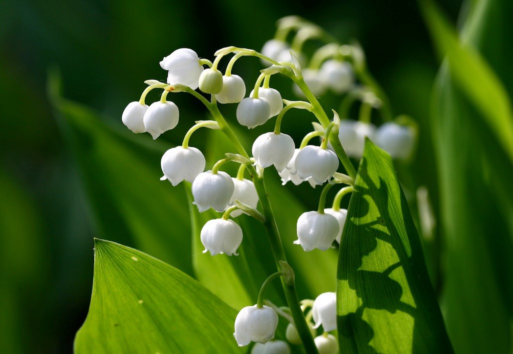 10 Lily of the Valley Bulbs, Convallaria majalis