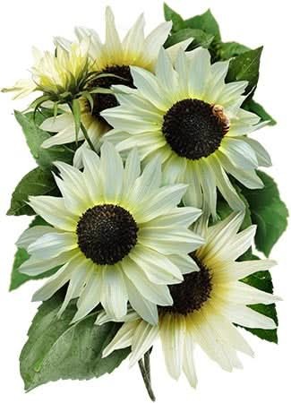 Italian White Sunflower Seeds For Planting (Helianthus annuus)