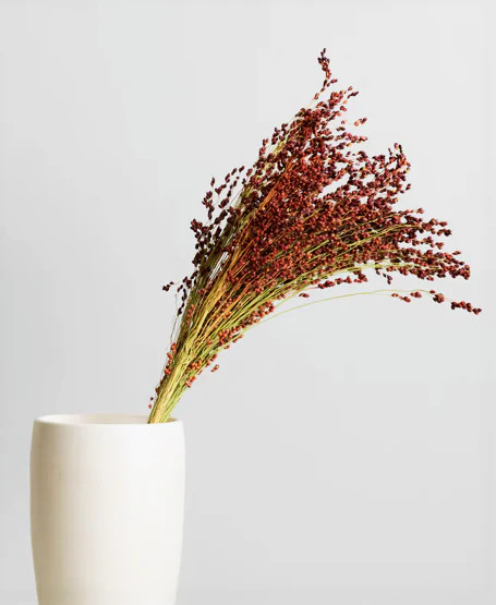 Red Broom Corn Seeds | Sorgum Bicolor Millet Mixed Colors Grain Flower Seed 2024