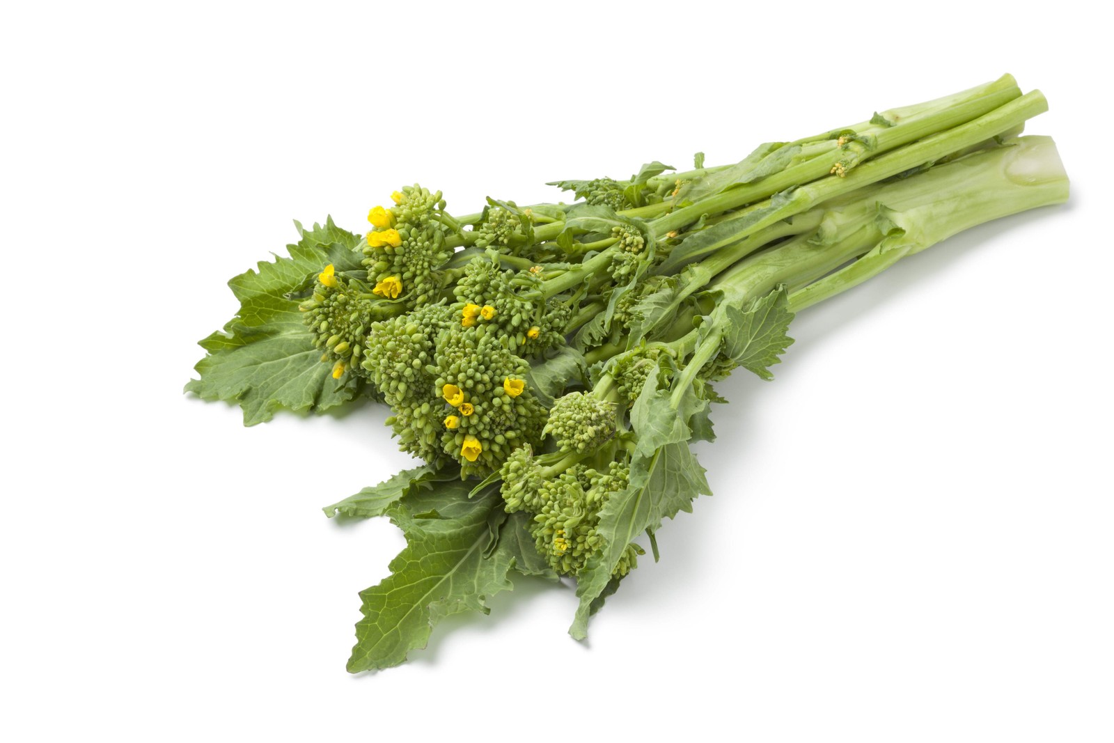 1000 EARLY Fall RAPINI BROCCOLI Raab Rabe Brocoletti Brassica Vegetable Seeds