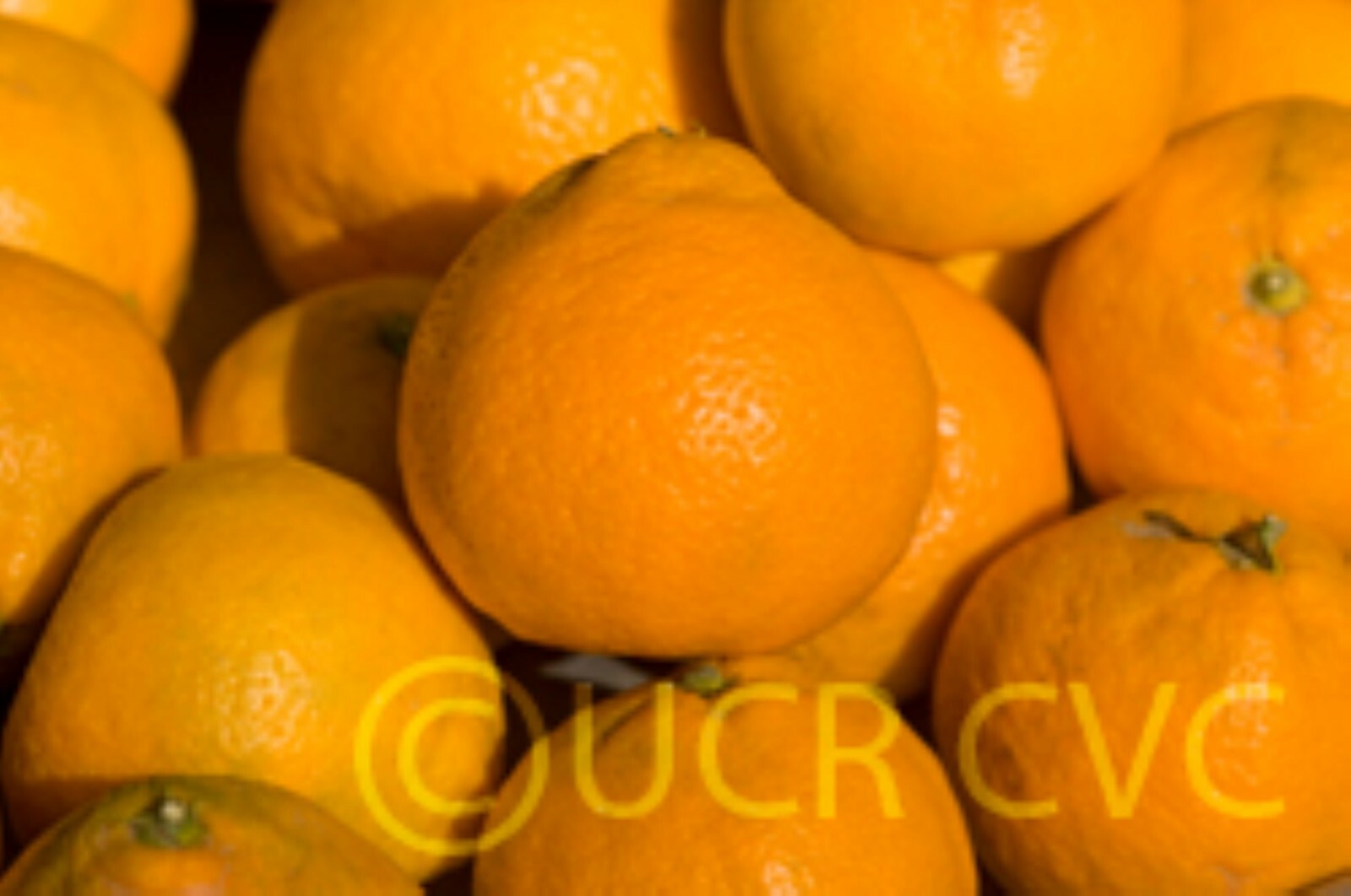 California only!! Owari Satsuma Semi-Dwarf Mandarin 25-36″ tall