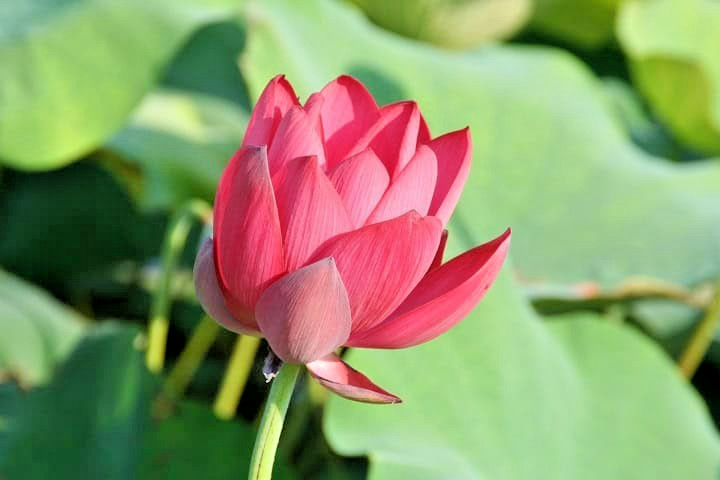 5 RED LOTUS SEEDS – Nelumbo Nucifera