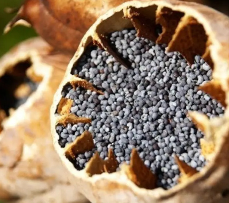 Poppy TURKISH BLUE Breadseed Poppy BLUE Seeds Large Pods Organic 500 Seeds!