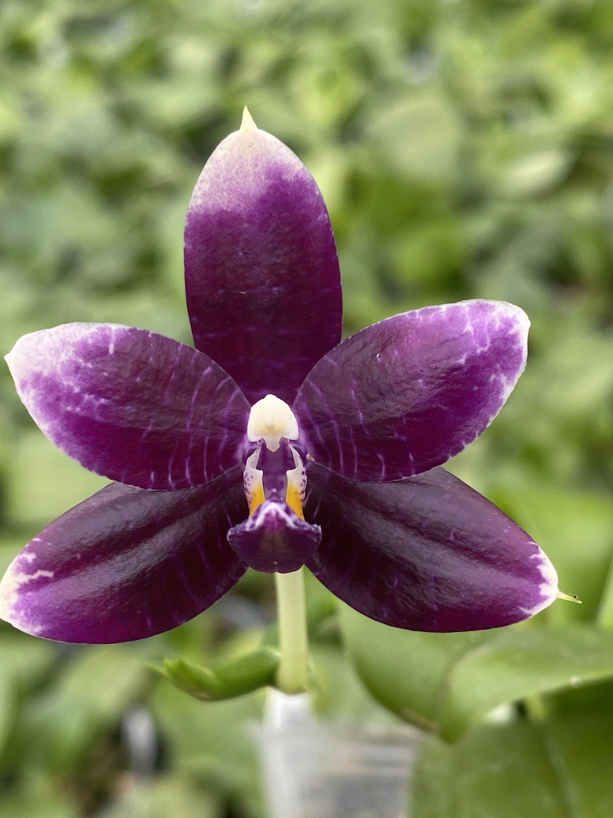 Original Phal Phalaenopsis Lioulin Blue Pheasant x Lioulin Blue Parrot-FRAGRANT