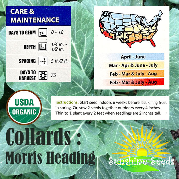 Morris Heading Collard Green Seeds / ORGANIC / FLORIDA GROWN / SOUL FOOD