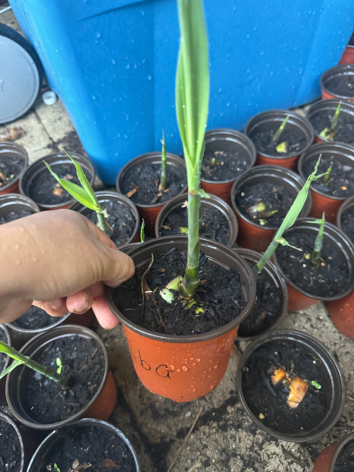 1 Pot Hawaiian UAHIAPELE Sugar Cane /sugarcane / Rooted Plants Chewing / juice