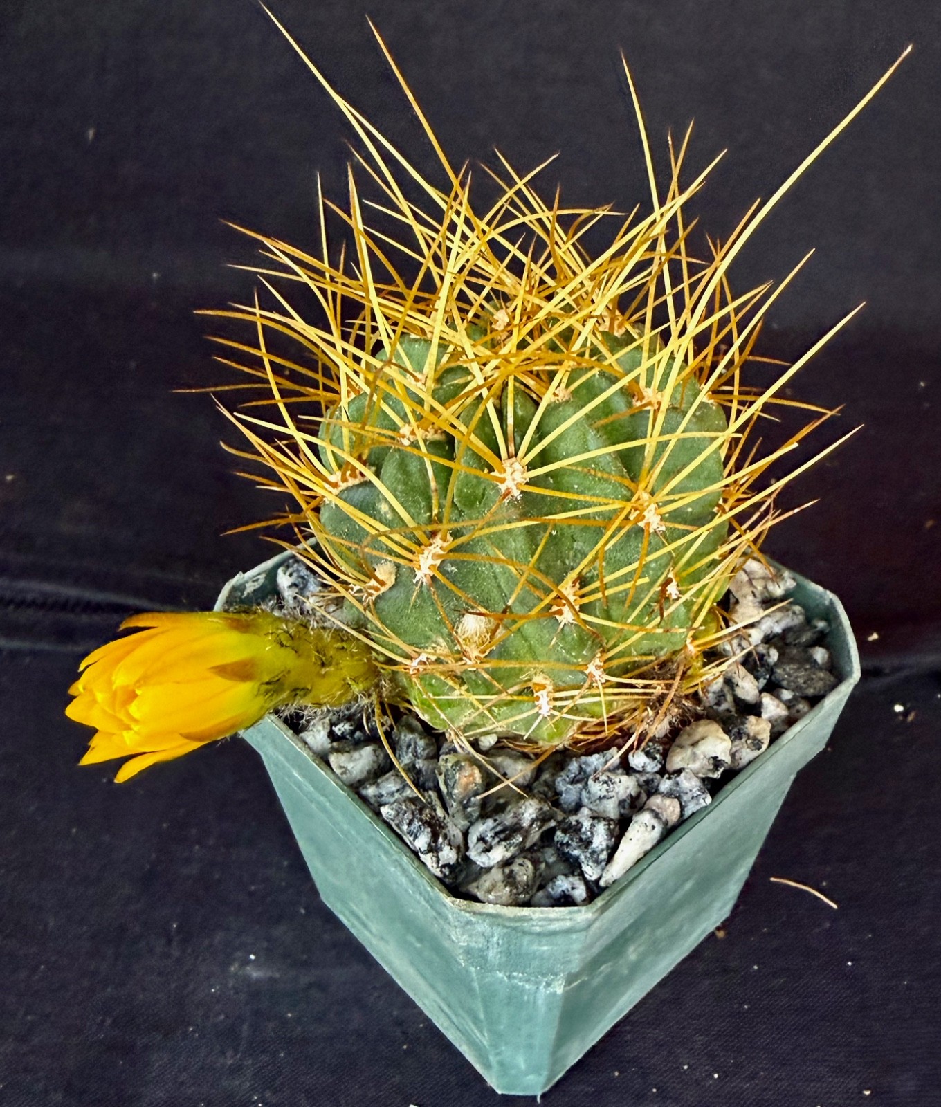 Lobivia maximiliana v.charazanensis, cactus plant