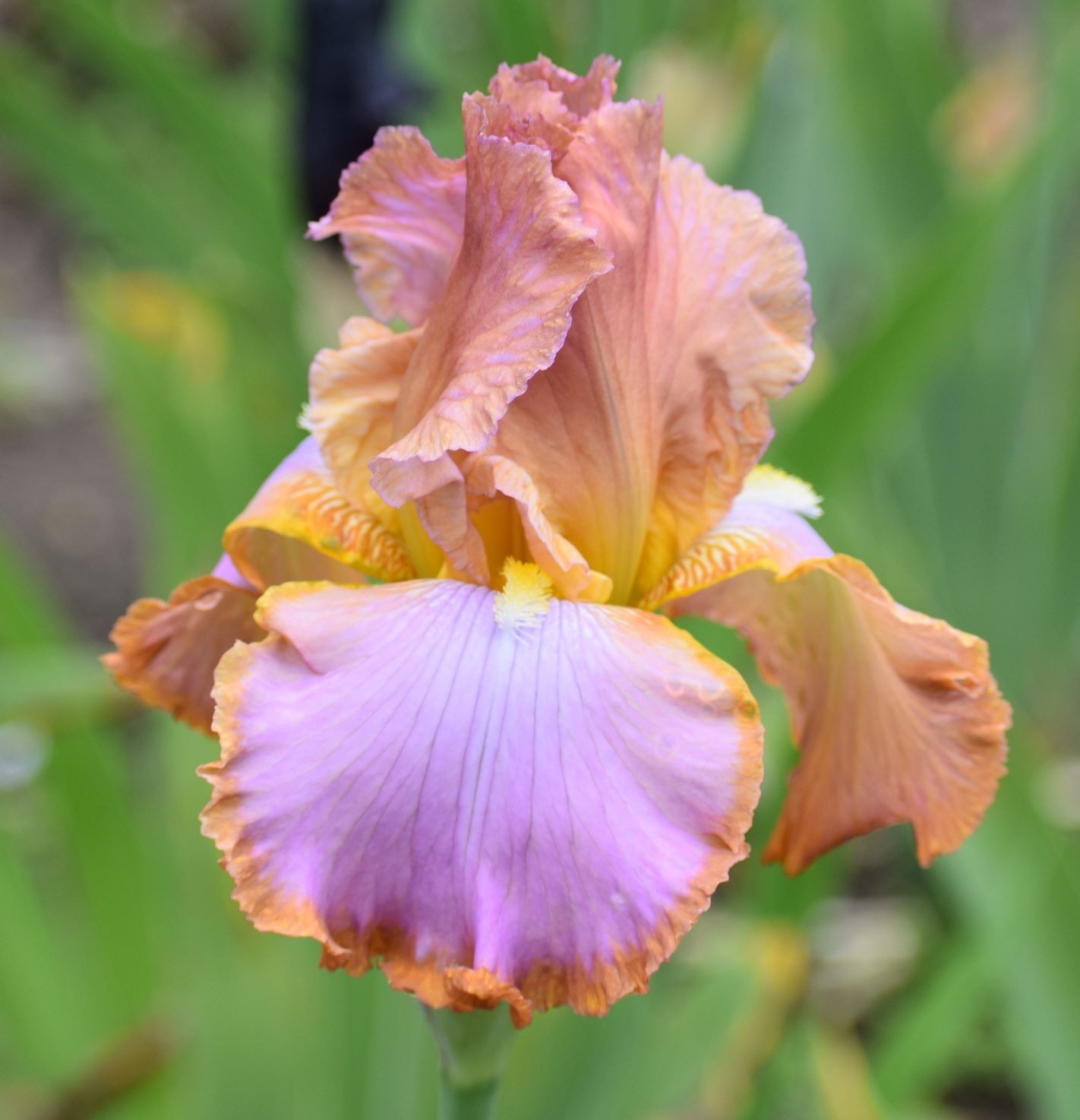‘Afternoon Delight”TB Bearded Iris Rhizome PRE-SALE to Ship Aug/Sept