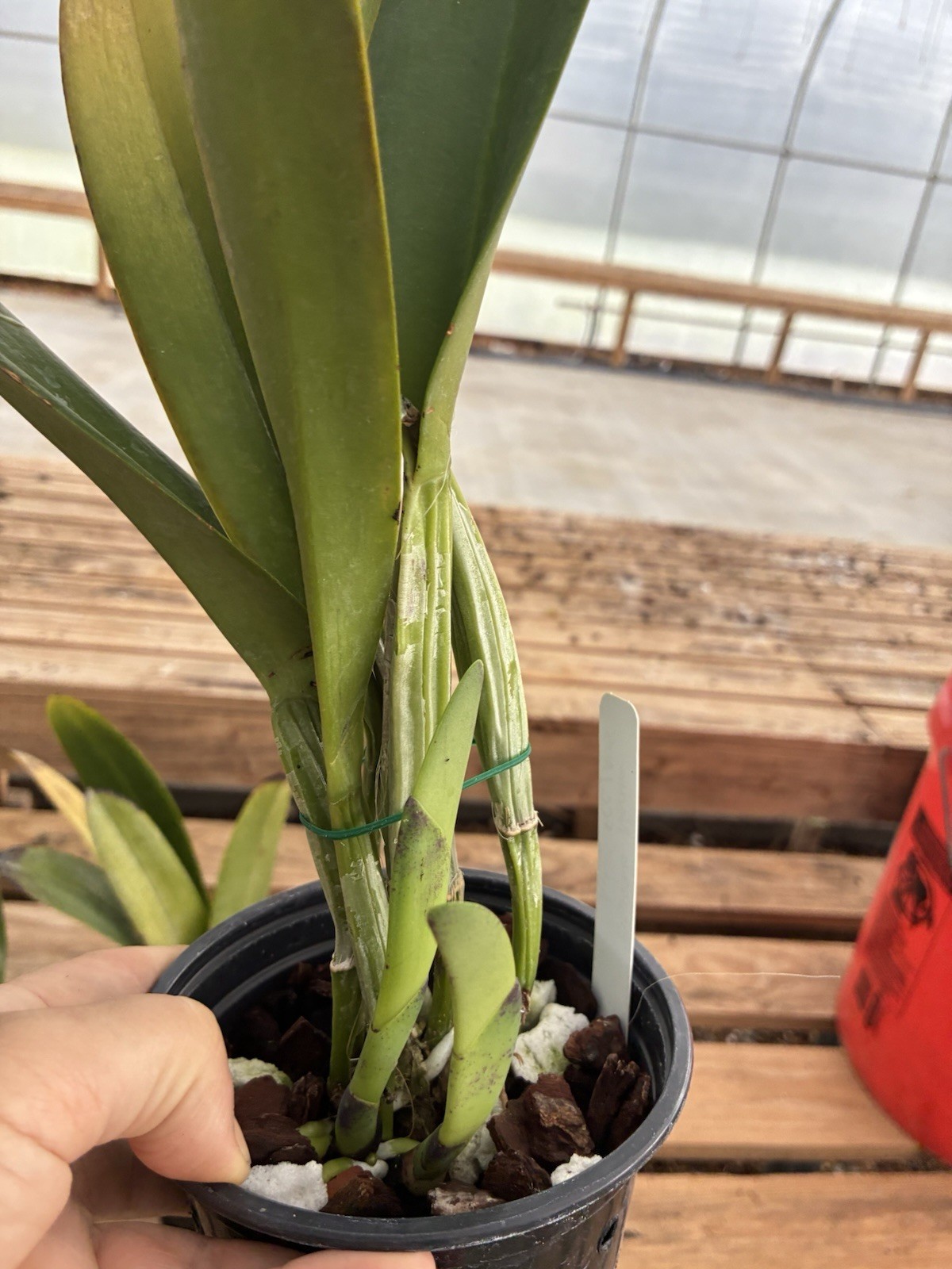 Cattleya Blanche Asaika Yuki FCC/AOS Division