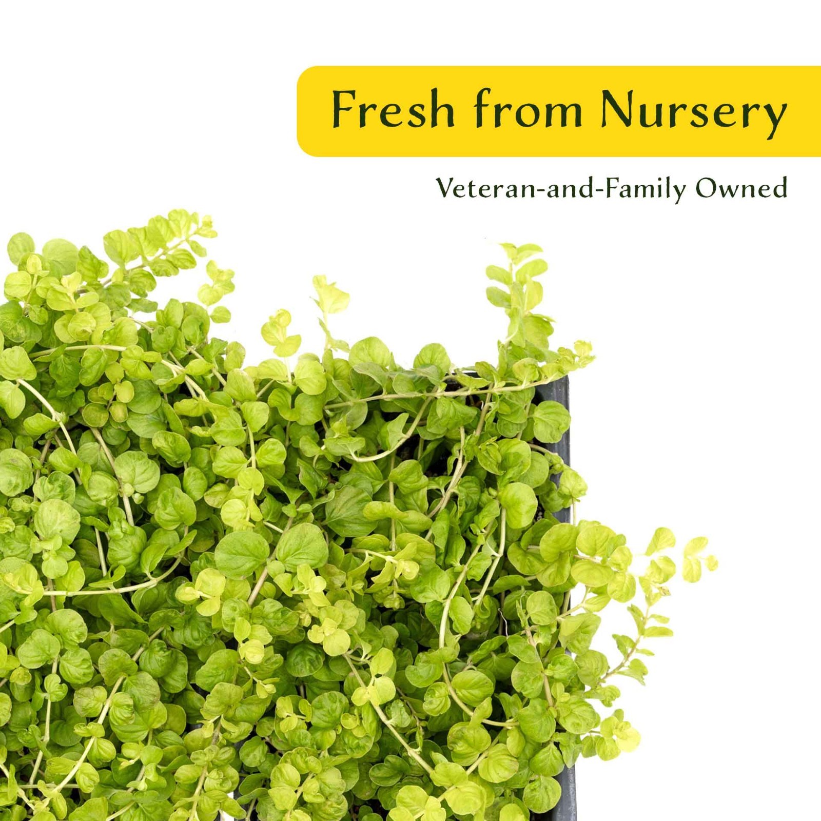 3 Yellow Moneywort Plants in 2.5” Cube, Golden Trailing Groundcover (Lysimachia)