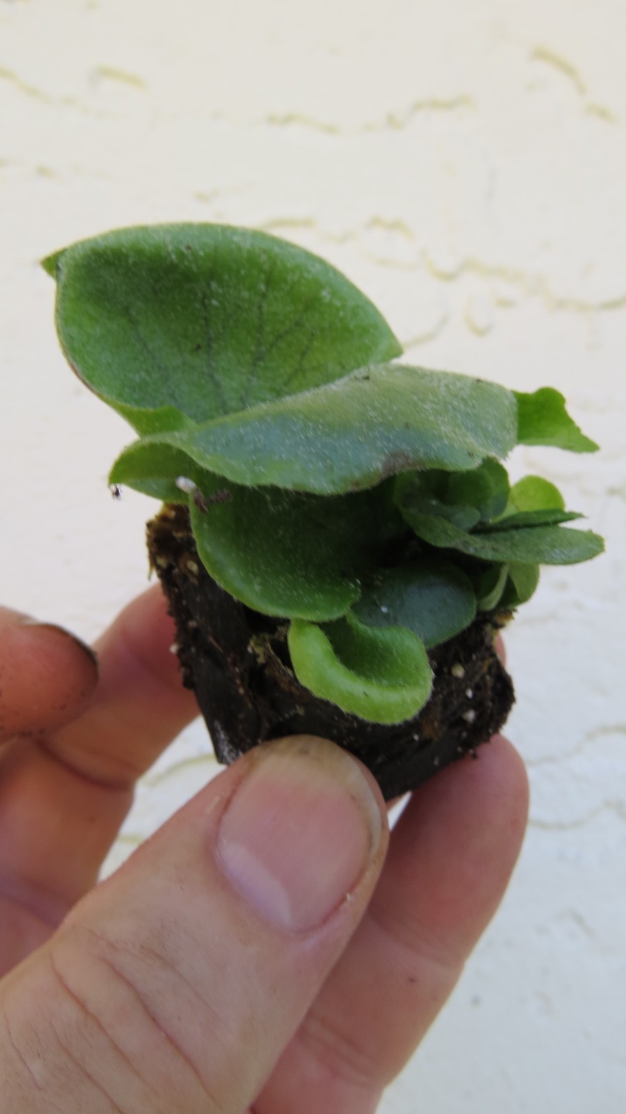 Platycerium Grande RARE Staghorn fern