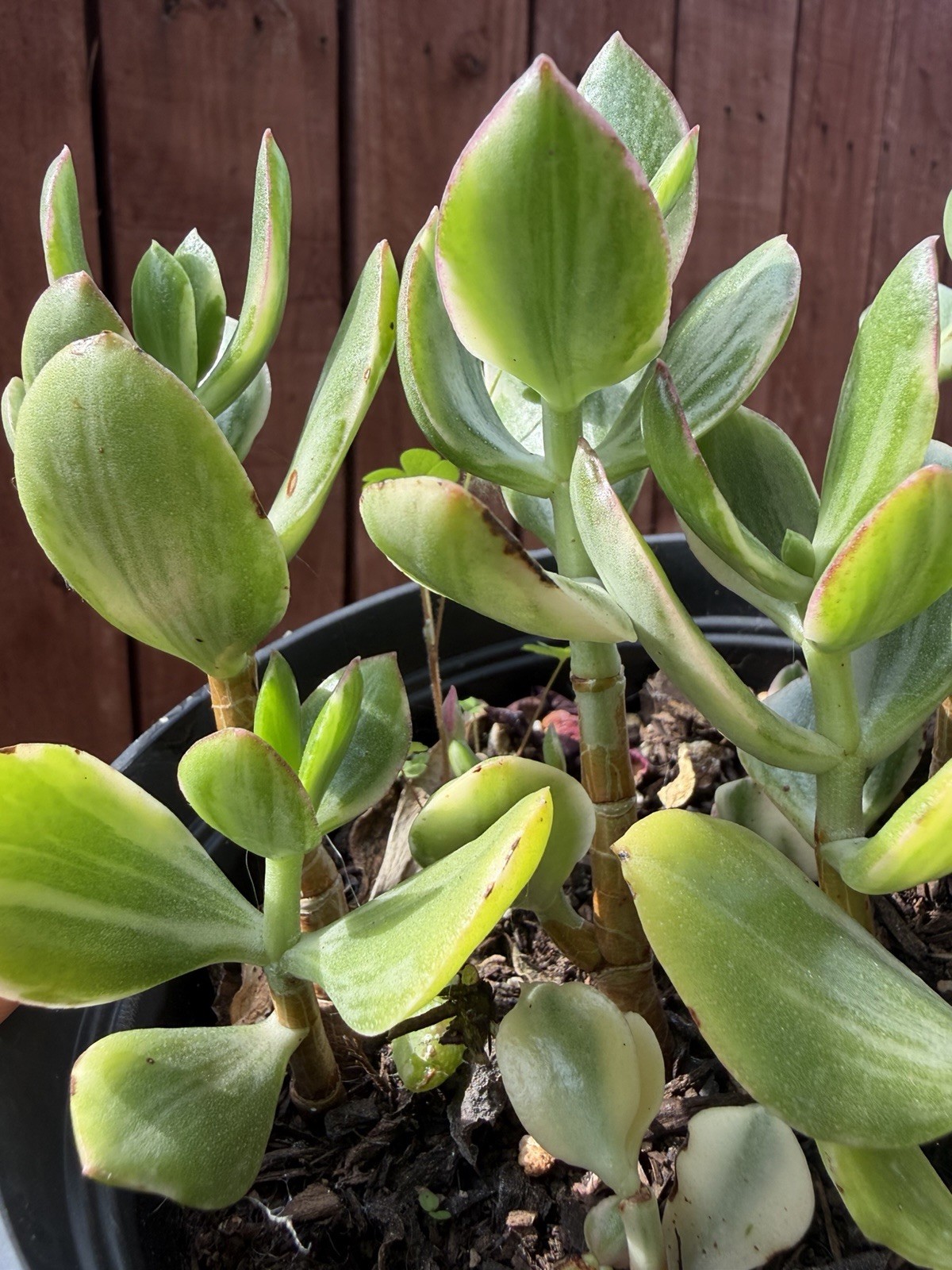 6” Variegated Crassula Ovata Jade Succulent