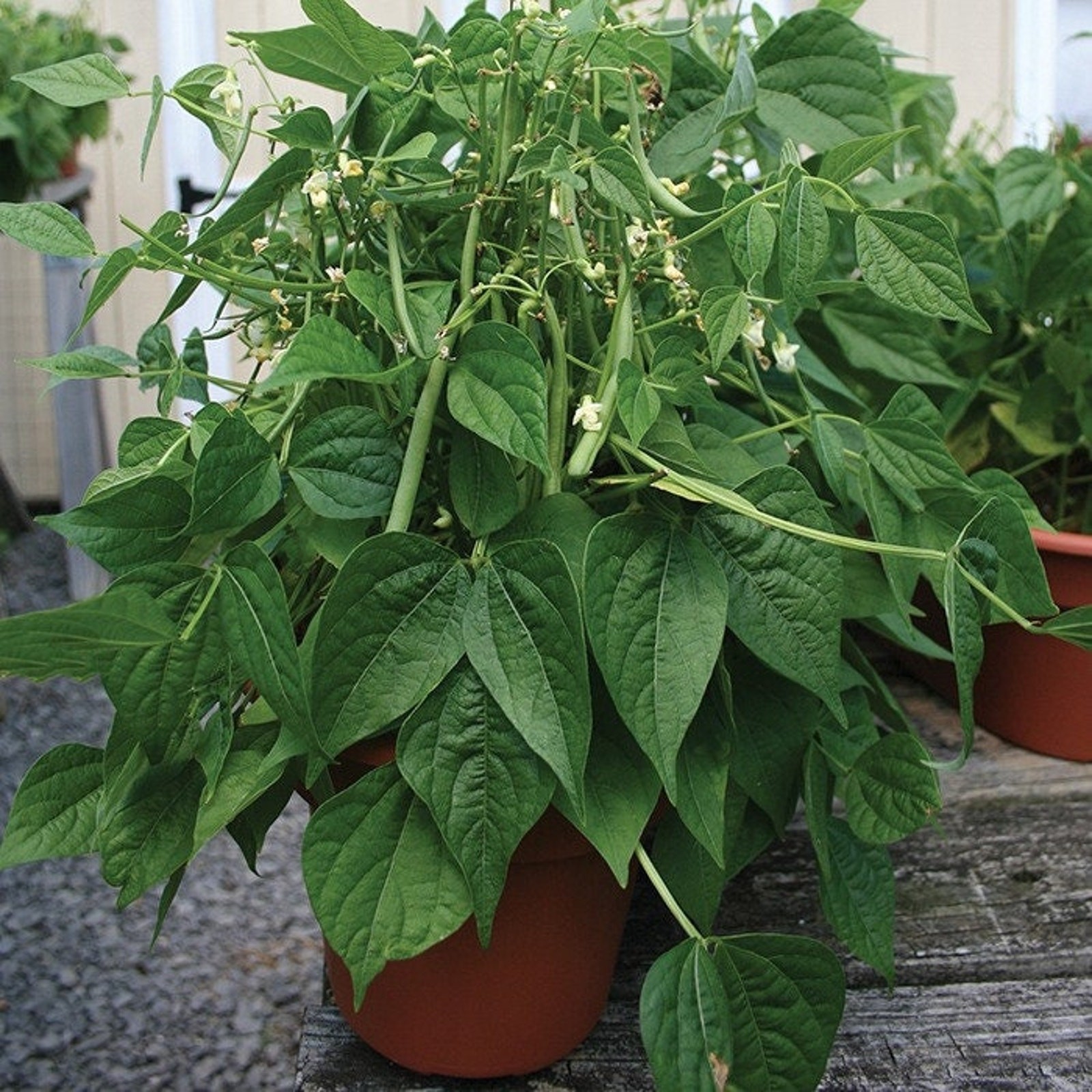 Blue Lake 274 Bush Bean Seed Heirloom Non GMO Open Pollinated Green Bea