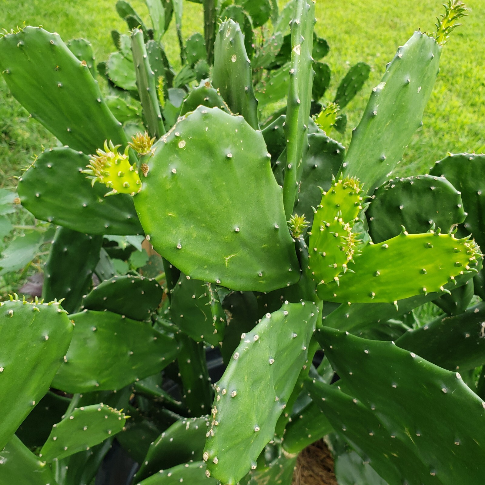 3 Fresh Pads Edible Prickly Pear Cactus Opuntia Ficus Perennial Beautiful Bloomb