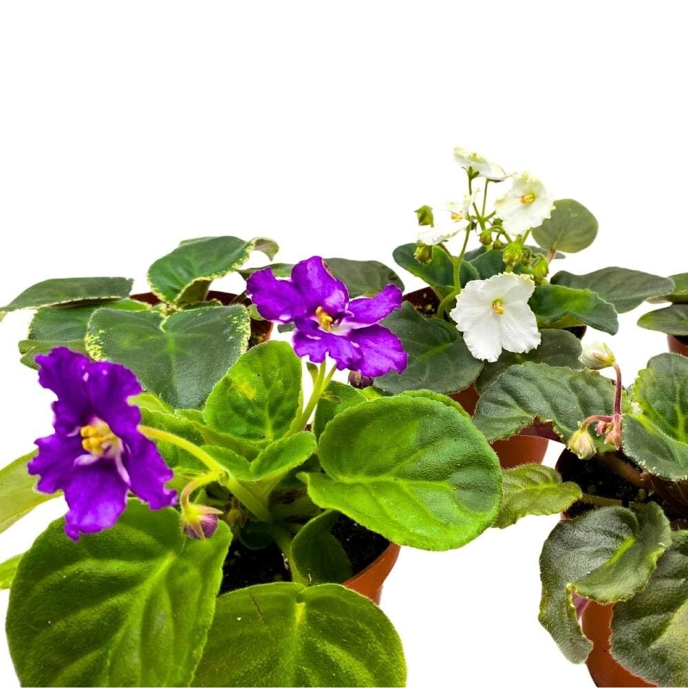 Harmony’s African Violet Assortment, 4 inch Set of 5, Rare Saintpaulia Violets G
