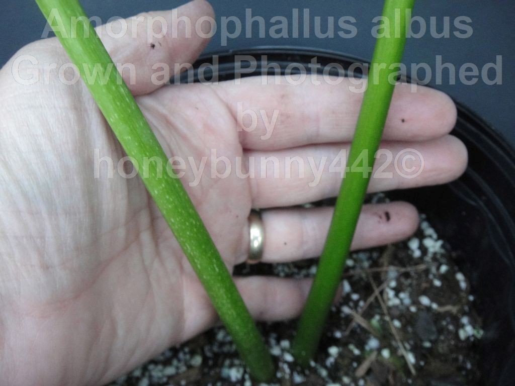 Amorphophallus albus #1 Voodoo Lily