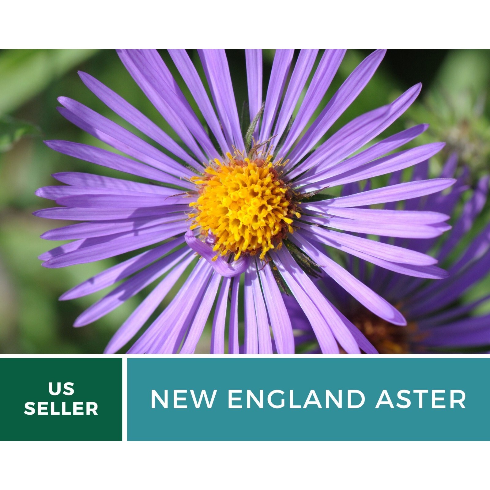 Aster, New England – 200 Seeds – Easy to Grow (Aster novae-angliae)