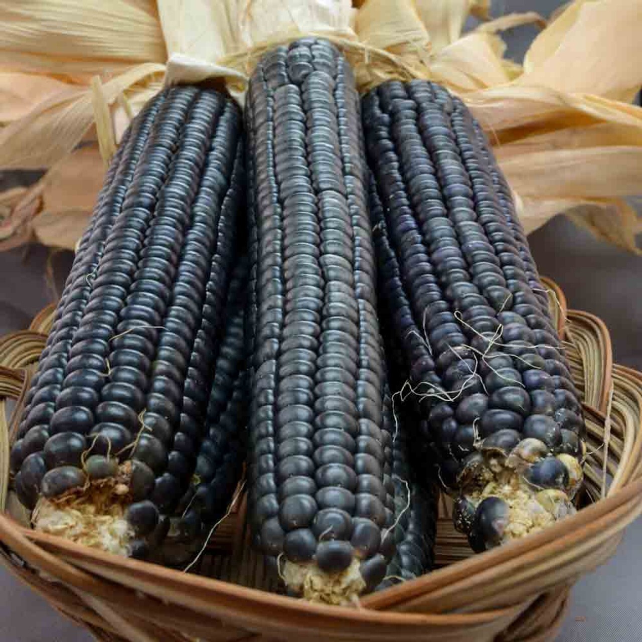 120+ Hopi Blue Corn Seeds – Heirloom – Non GMO – Organic —————— RARE