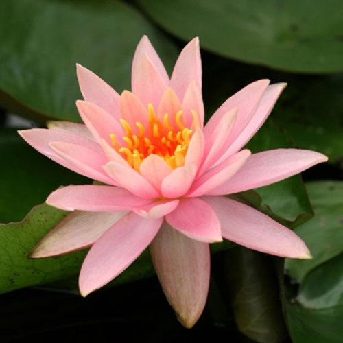 Colorado Winter Hardy Water Lily Mature Blooming Size & Free Bog Plant Included