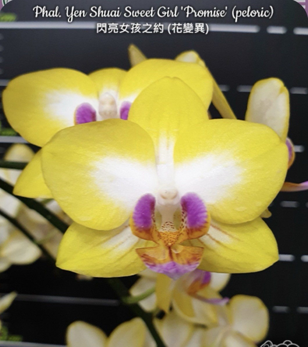 Phal. Yen Shuai Sweet Girl ‘Promise’ (peloric), Blooming Size, FREE Shipping