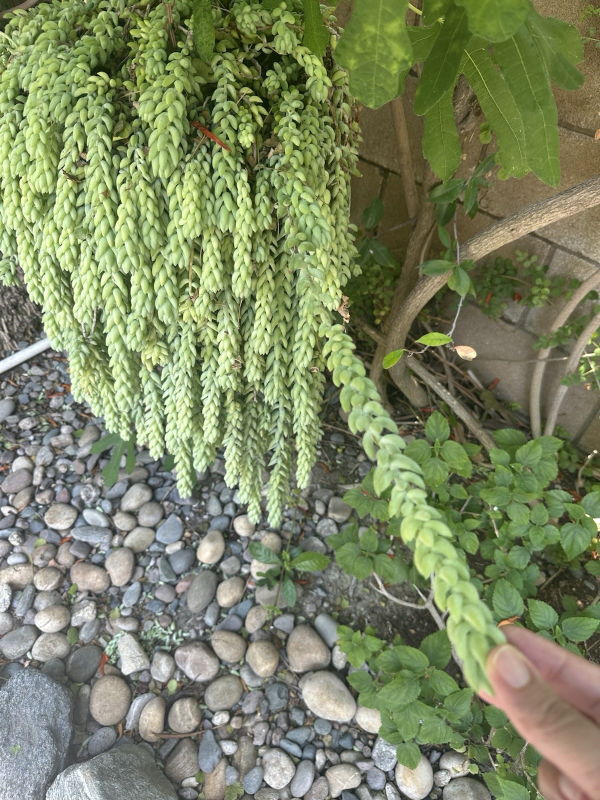 Burros Tail Cuttings LOT- 8-12 Pieces Easy Succulent Propogation