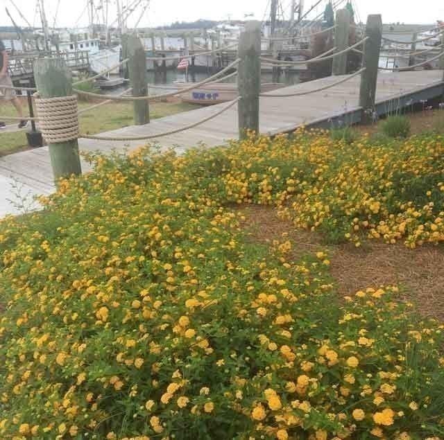 Lantana New Gold I Large Gallon Size Plants I Verbenaceae Camara I Live…