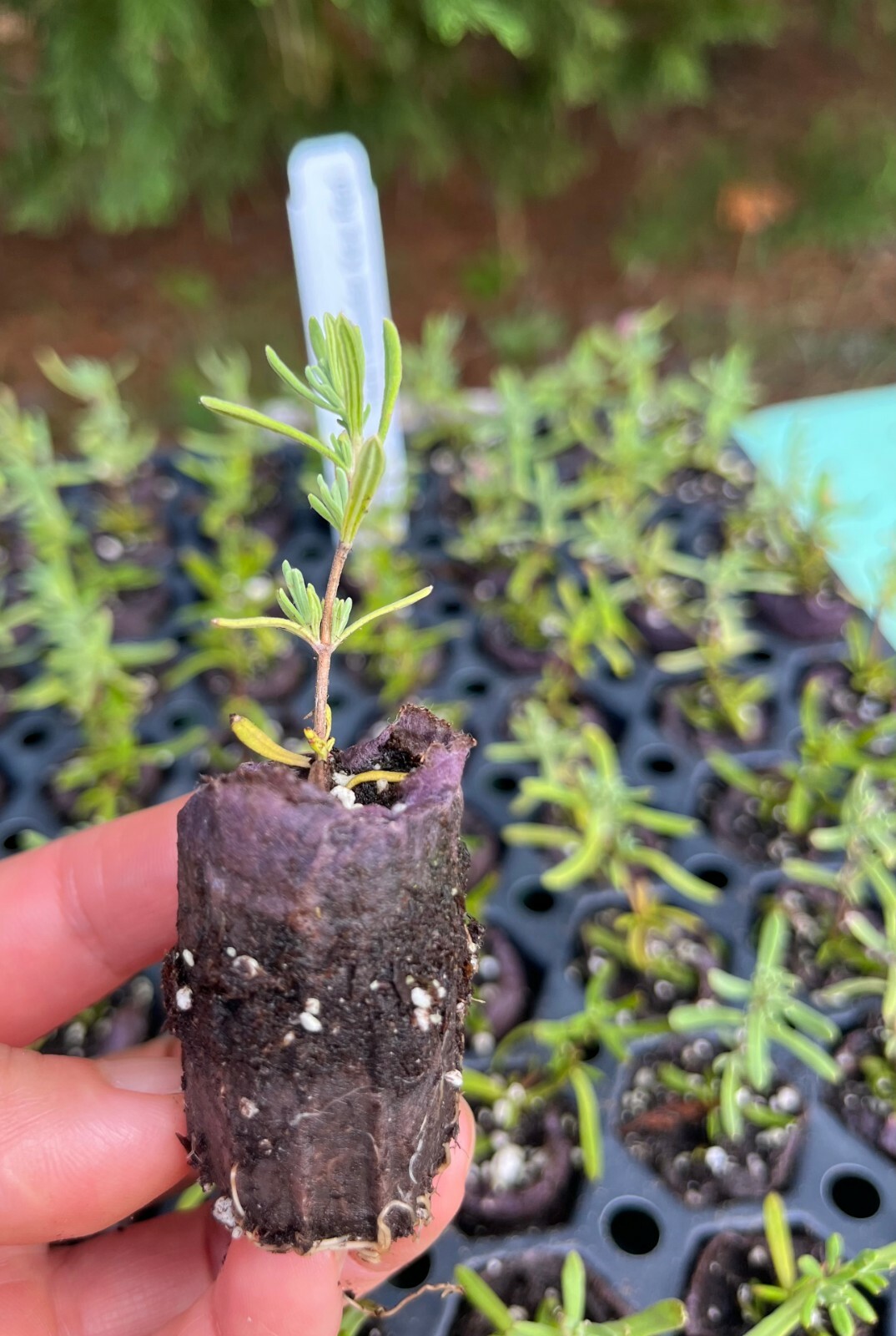 Lavender Live Plants, Spa Plants, Aromatic Herb, Well Rooted Plugs FOR SALE