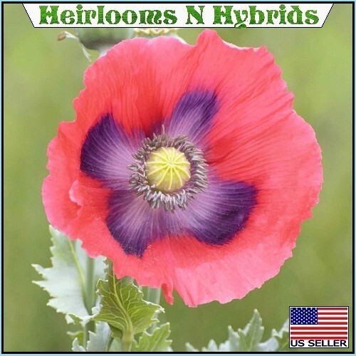 5,000 The Giant Rattler Papavear Somniferum Giganteum Poppy Seeds For Planting