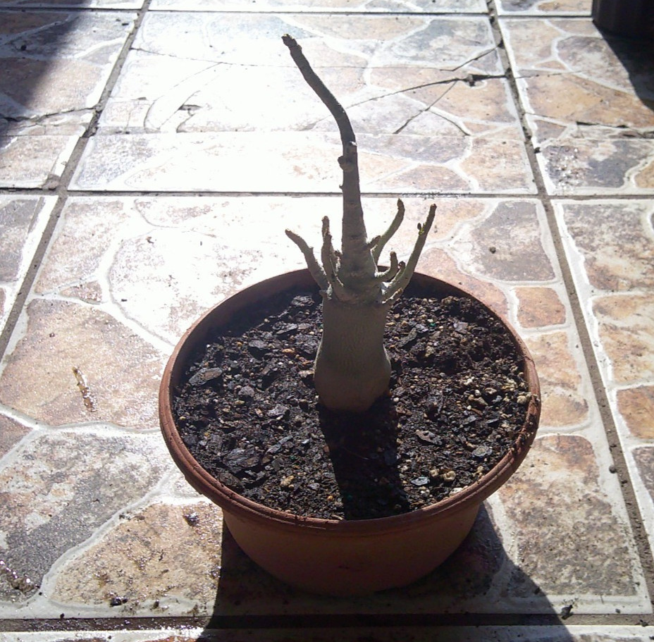 Arabicum Adenium Desert Rose KHZ Khao Hin Zon Bonsai Caudex Live Plant 🇺🇸🆓⛟