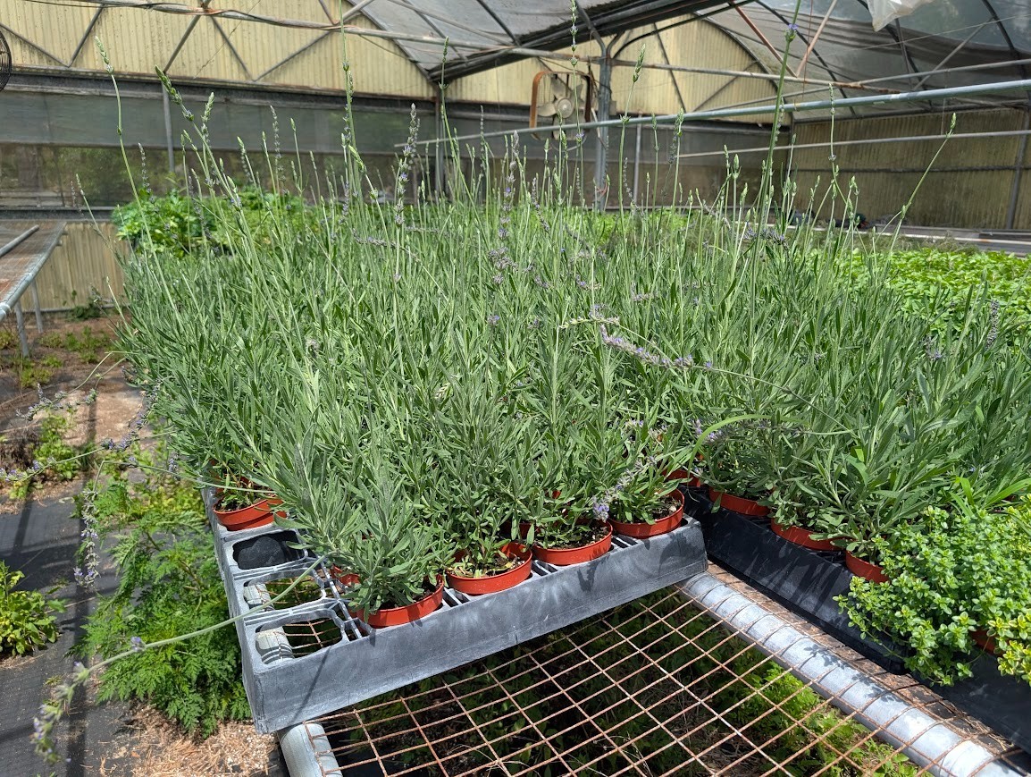 Live Sweet Lavender Herb Plant – 4” Potted (Lavandula x heterophylla)