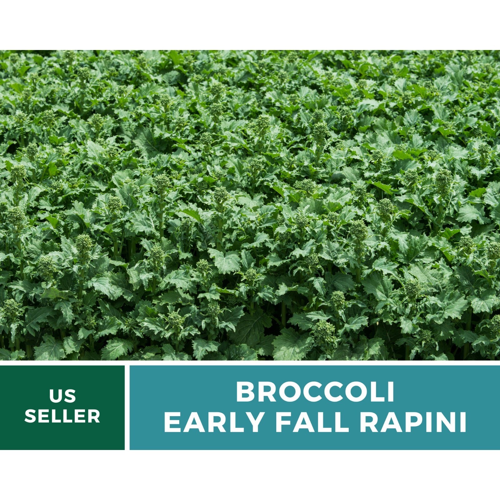 Broccoli, Rapini Early Fall (Raab) – 100 Seeds, Heirloom Vegetable (Brassica ra