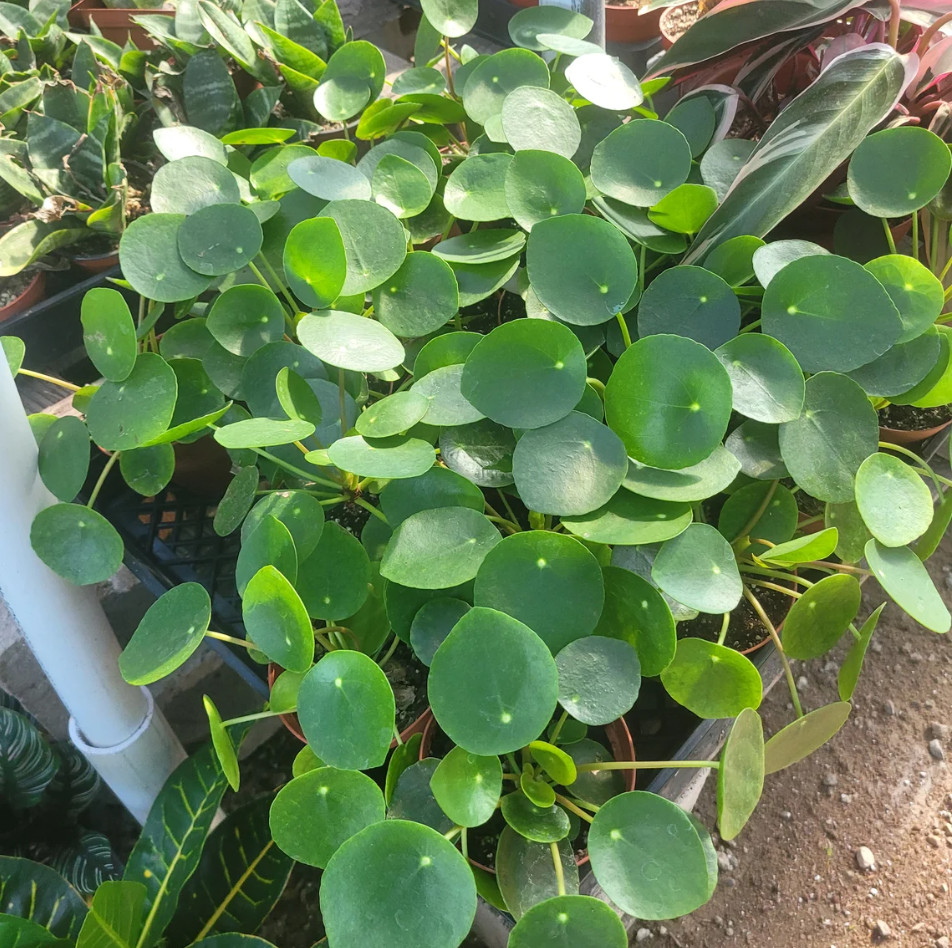 Pilea Peperomiodes Chinese Money Live Starter Plant for Planting 4-6″Tall No Pot