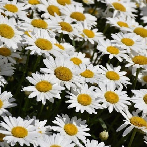 1,000 Shasta Daisy Flower Seeds Chrysanthemum Maximum Perennial All US Zones