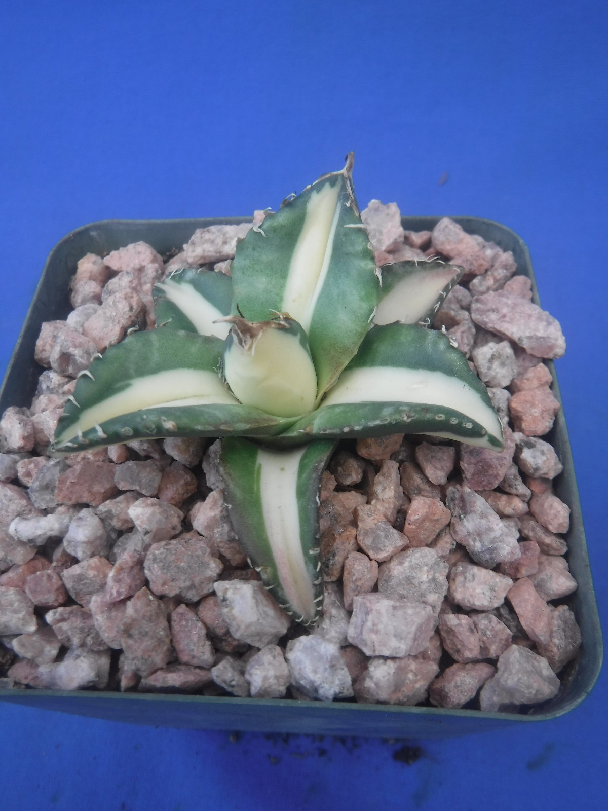 Agave titanota “Sabertooth Tiger” Cousin of “Snaggle Tooth” VARIEGATED 2″-3″ Wd