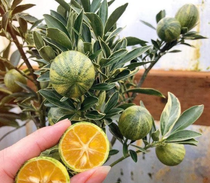 Variegated Calamondin Semi-Dwarf Tree 24″H Indoor Citrus Live Starter Plant