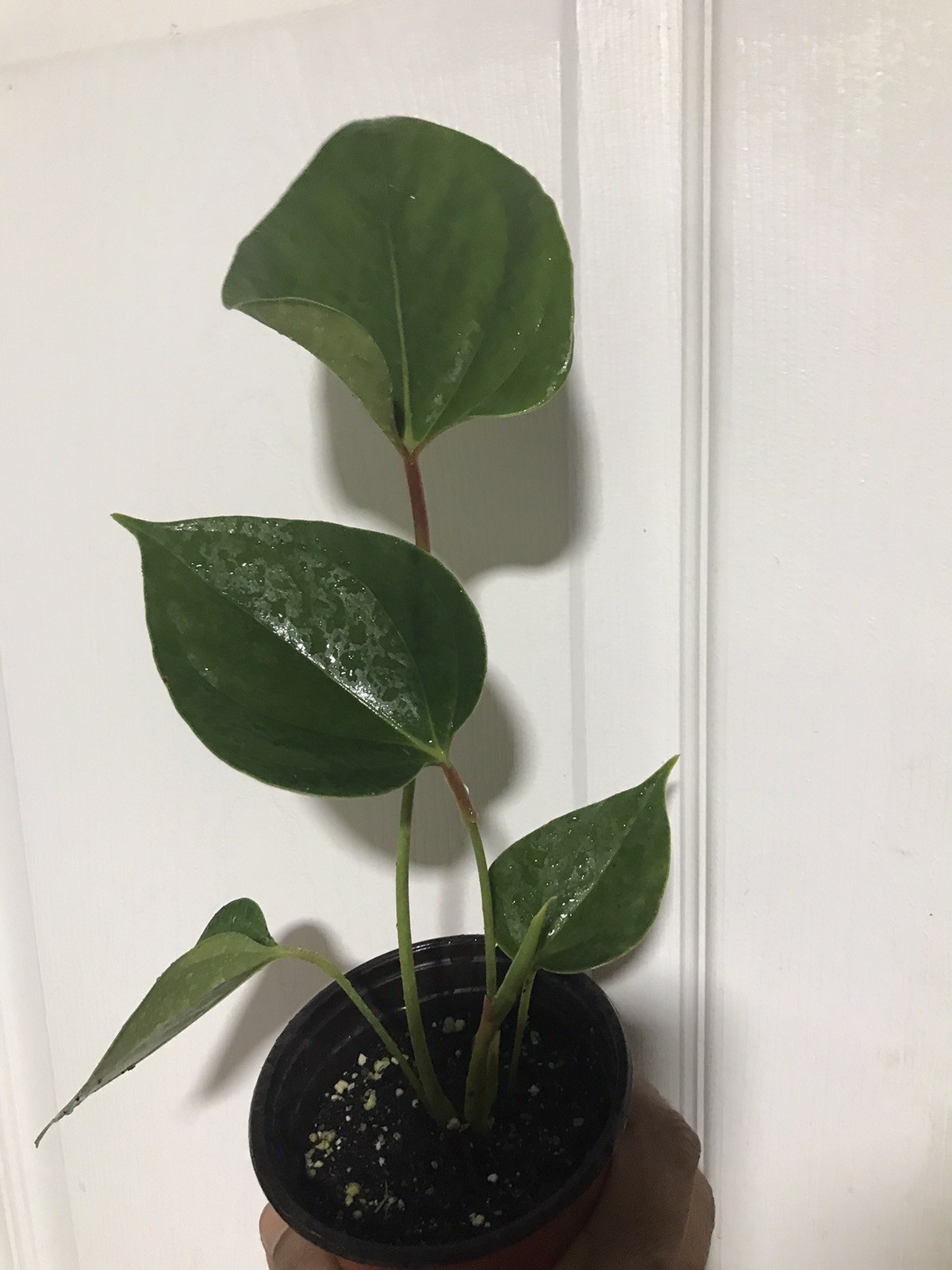 Anthurium Originally Red Always Blooming rooted Plant