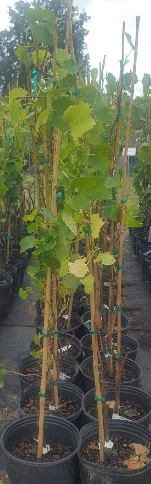 BLANC DU BOIS White Wine Grape Vine 4-6 FT Tall Live Plant Vineyard Fast Growing
