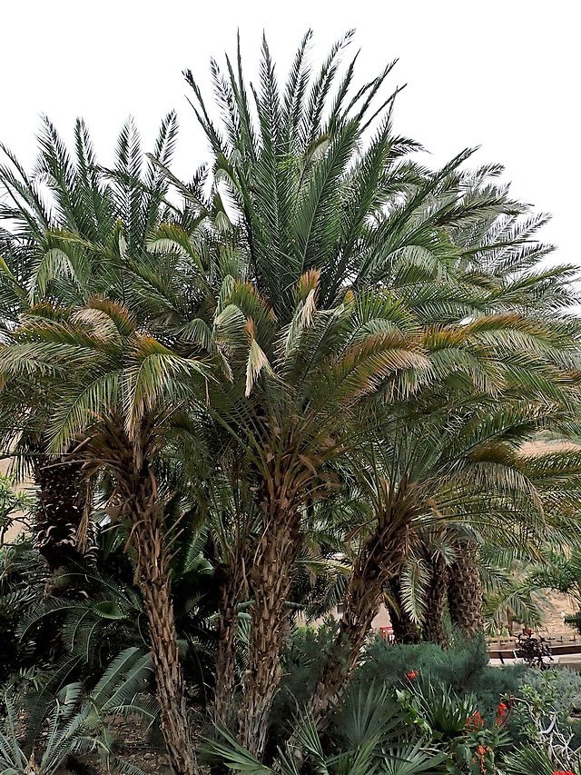 Phoenix rupicola | Cliff Date Palm | 10 Seeds