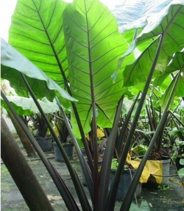 Alocasia Macrorrhiza Black Stem Elephant Ear 3″ Pot Live Plants Outdoor Garden