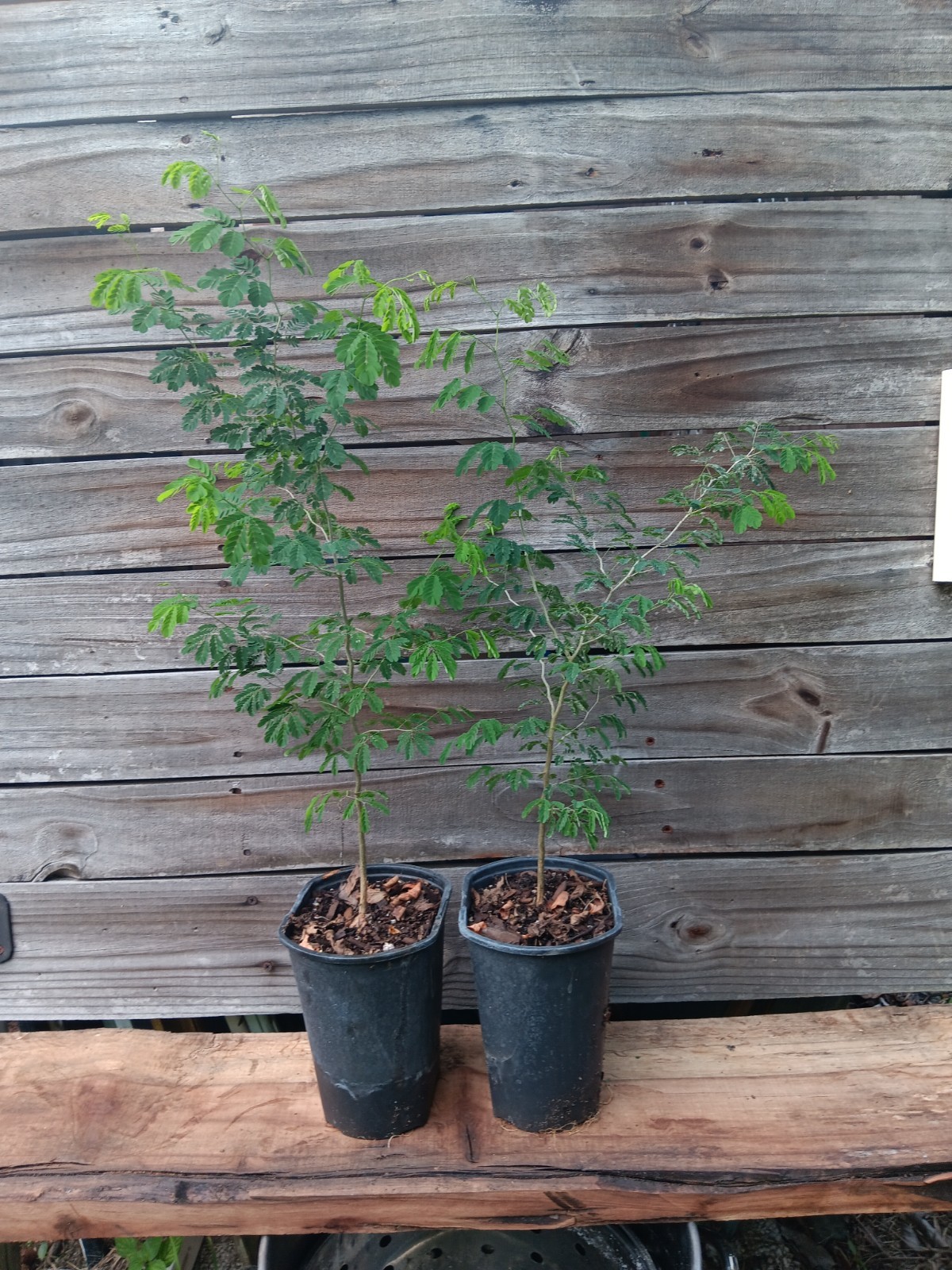 Brazilian Raintree – Chloroleucon tortum – Pre Bonsai Starter Stock