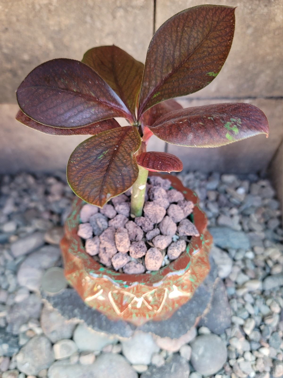 Live Rooted Euphorbia Grantii Var. Rubra Succulent In 4×3.25″ Handmade Pot